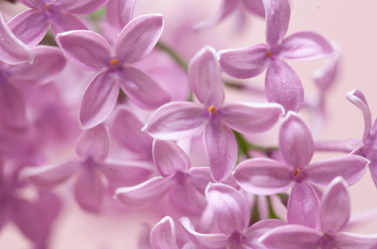 close up photo of pink lilac showing each individual flower and their stamen