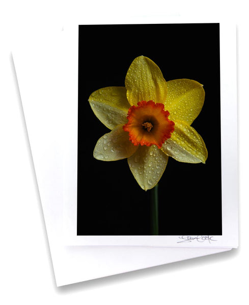 a single yellow daffodil with dew drops on a black background  a unique photo greeting card by laura cook of vision photography 