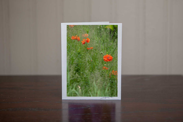 Photo greeting card of poppies growing in the wild photo by Laura Cook of Vision Photography