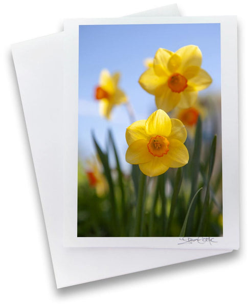 a greeting card featuring original photograph of daffodils in the field with a sky blue background created by Laura Cook 