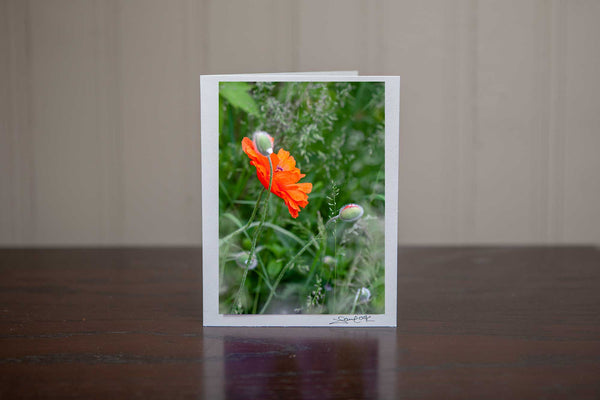 photo greeting card featuring poppies growing in the wild photo by Laura Cook of Vision Photogrpahy