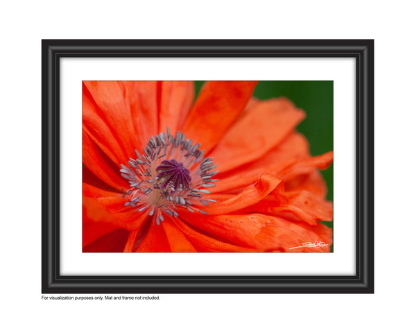 A close up photo of the poppy stamen in a frame. Photo by Laura Cook of Vision Photography