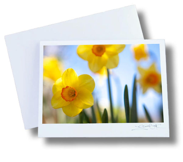 photo of yellow daffodils in a field with a blue sky in the background on a card 