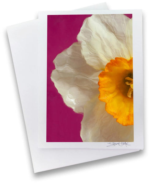 a photo of a light yellow narcissus on a pink background. Note card by Laura Cook   