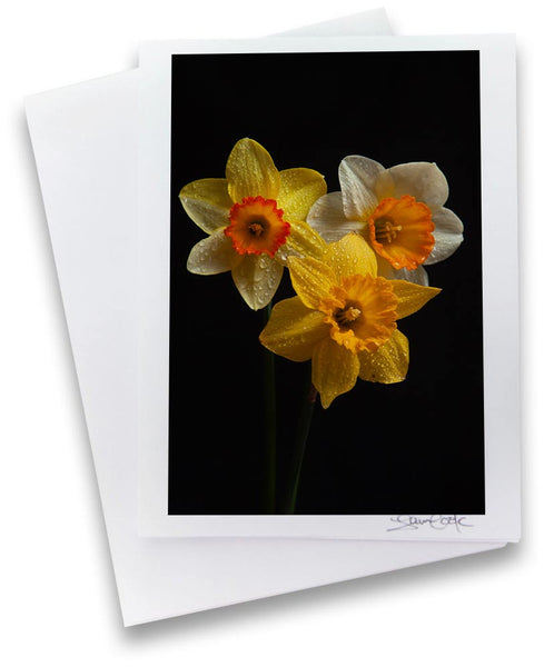 3 yellow daffodils on a black background a unique photo greeting card by laura cook of vision photography 