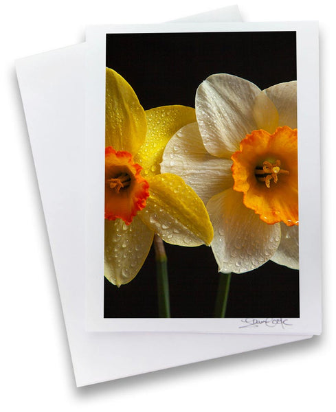 a daffodil and a narcissus on a black background a unique photo greeting card by laura cook of vision photography 