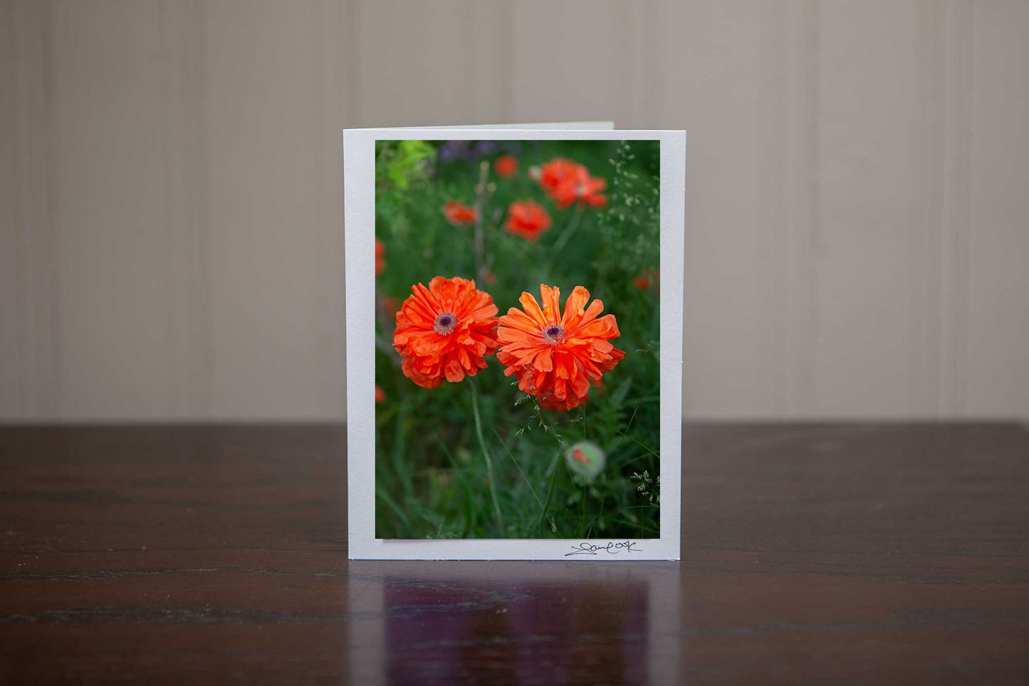 A pair of poppies growing in the field photo by Laura Cook of Vision Photography