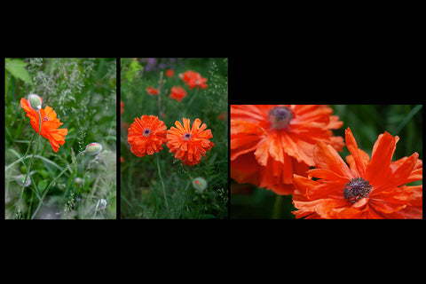 poppy greeting cards feature 3 different images of poppies in the field created by Laura Cook of Vision Photography