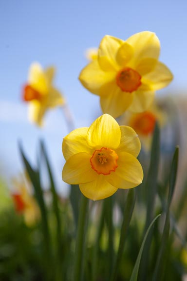 A photo of bright sunny yellow daffodils in the filed with a blue sky created by Laura Cook