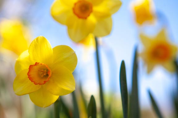 a fiewld of yellow daffodils agains a blue sky created by laura cook