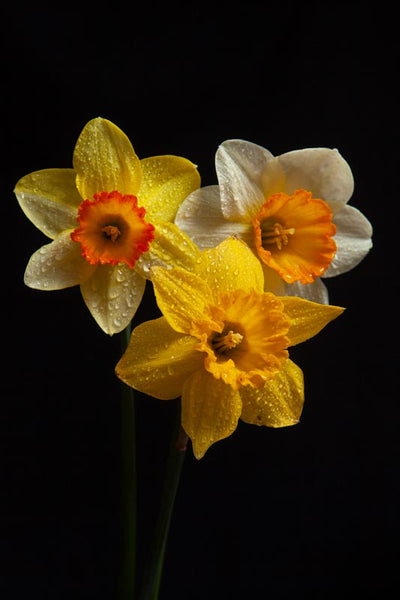 A photograph of a Daffodil, Jonquil and Narcissus set upon a black background photographed by laura cook 