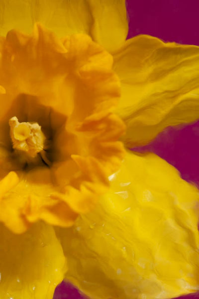 close up photograph of right side of daffodil face created by Laura Cook  