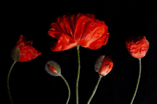 A photo of 5 red poppies and budding poppies laying on a black background. Displayed in a whimsical order with varying heights amongst them. The image is entitled Generations and is a part of Laura COok's limited edition series Reminiscence.