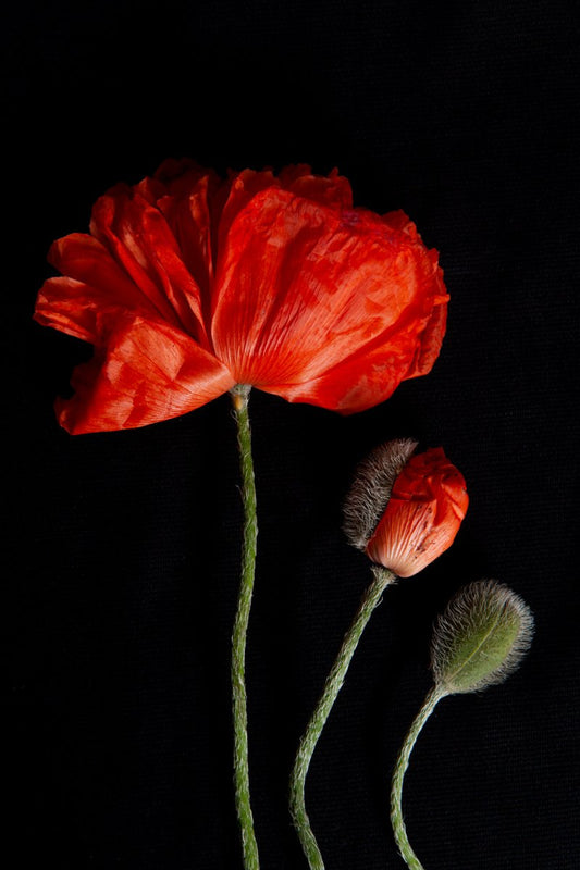 a photo of 3 poppies laying flat on a black background. One large fully bloomed red poppy with floppy leaves to the right of it, a poppy is emerging from the bud stage and it is leaning towards the left where another poppy is set beside it in the bud stage not opened but in it's green shell with fuzzy hairs on it. The photograph is a part of Laura Cook's limited edition series entitled Reminiscence which explores family, history and relationship through poppies in the studio.