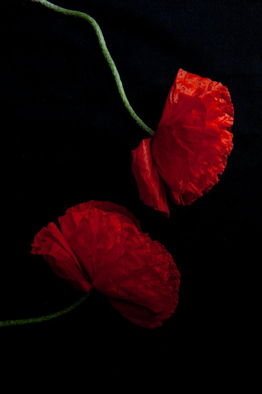 a photo of 2 red poppies laying flay in the yin yang formation on a black background.  The green stems are wavy and the petals are krinkled and textured. This photograph is entitled Everlasting and is a part of Laura Cooks limited edtion series Reminsice and studies poppies in the studio. This photograph is shown in a mat and frame