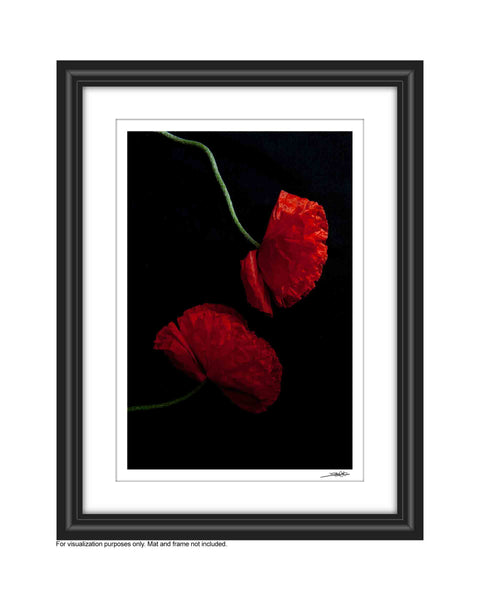 a photo of 2 red poppies laying flay in the yin yang formation on a black background.  The green stems are wavy and the petals are krinkled and textured. This photograph is entitled Everlasting and is a part of Laura Cooks limited edtion series Reminsice and studies poppies in the studio. This photograph is shown in a mat and frame 