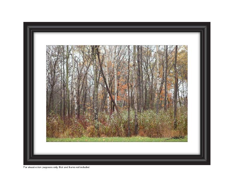 photo of trees in the fall forest white aspens with pops of oranges from the changing leaves A uniquely rich photograph of fallen autumn maple leaves on a tree stump on the fall forest floor Photo by Cambridge Ontario Photographer Laura Cook of Vision Photography