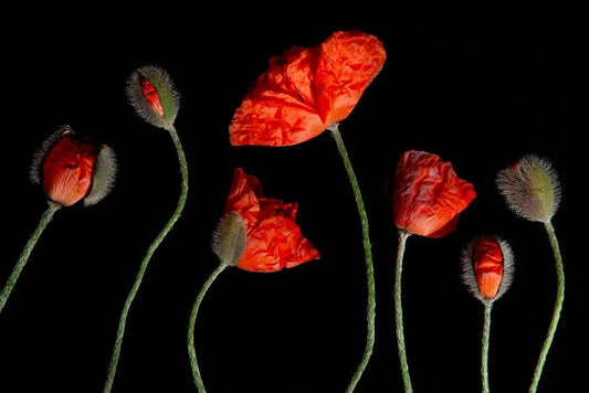 A photo of 7 red poppies and budding poppies laying on a black background. Displayed in a whimsical order with varying heights amongst them. The image is entitled Generations and is a part of Laura COok's limited edition series Reminiscence.