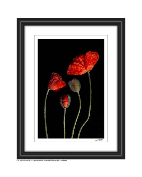 a photo of 4 red poppies laying flat on a black background. A tall fully bloomed poppy is on the right to the left of it are three smaller poppies in varying stages of budding. It is entitled Kinfolk. The photograph is a part of Laura Cook's limited edition series entitled Reminiscence which explores family, history and relationship through poppies in the studio. This is shown in a white mat and black frame