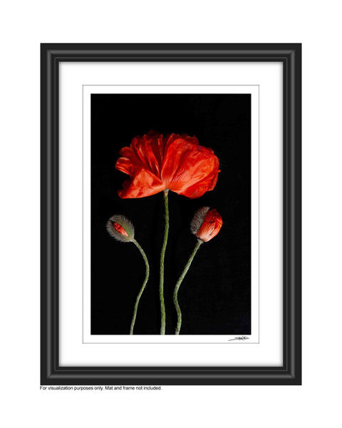 A photo of 3 red poppies, one fully bloomed in the middle with 2 budding red poppes to the left an right these two buding poppies are bending toward the frame of the image. It is entitled Valour and is a part of Laura Cooks Limited Edition series Reminiscence. It is shown in a white mat and frame 