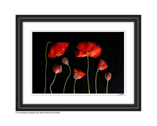 A group photo of red poppies laying flat of a black background. There are 2 large fully bloomes red poppies and 3 pariallly budded poppies with 2 peeling out of theri buds. The image is entitled We are FAmily and it is apa art of Laura Cooks limited edition series, reminiscence. This one is depicted in a frame to show what the image looks like in the frame