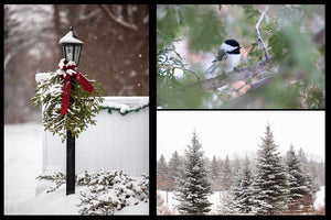 Christmas card pack of wintery scenes by Laura Cook / Vision Photography features 3 photos 1 of a lamp post with a winter bough , 1 of a chickadee in the cedar tree, and 1 of 3 snow covered evergreen trees