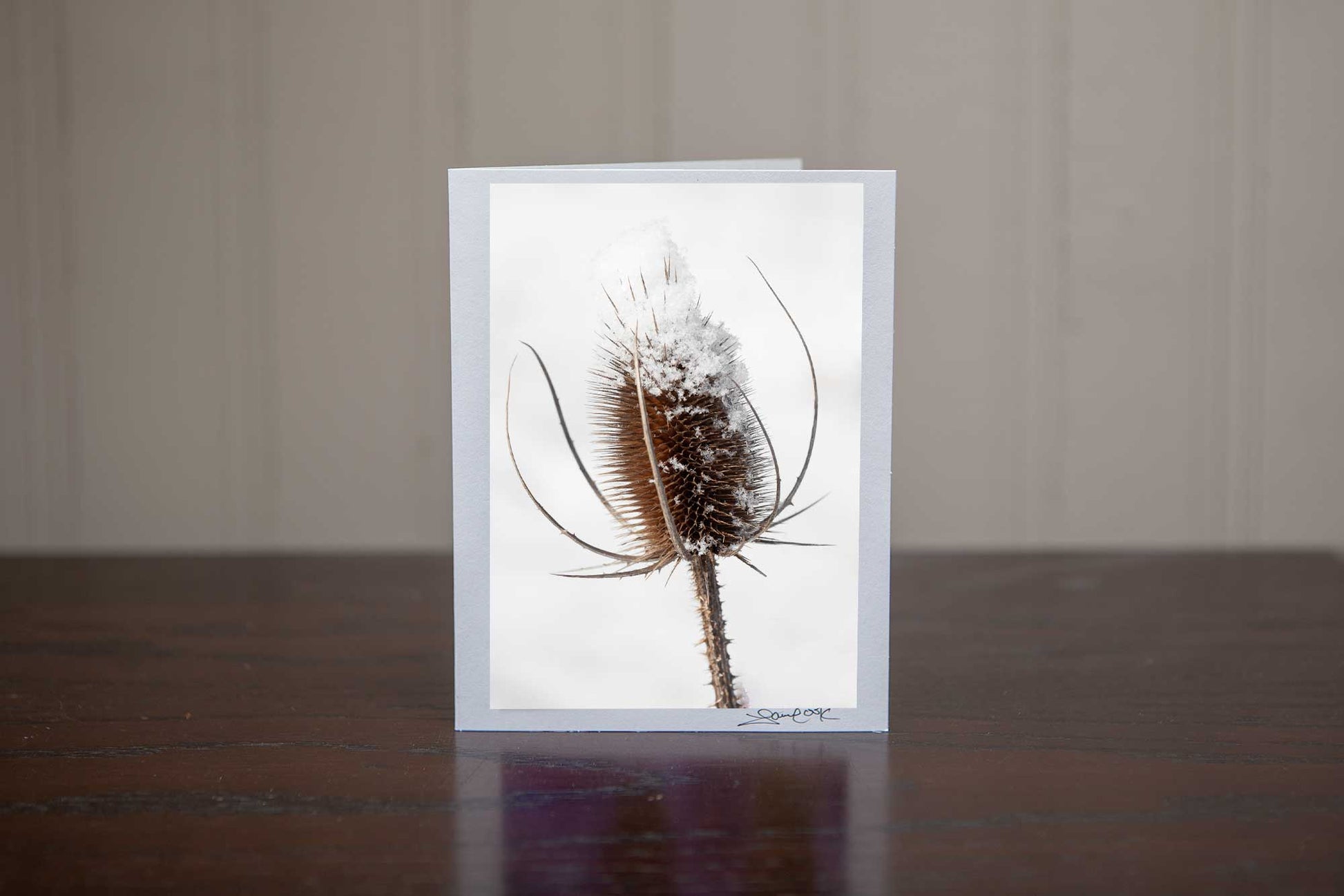 Photo greeting card featuring 'WinterBeauty' a photo of a snow capped tease cone in a wintery white filed making it the perfect winter scene for a holiday Christmas card Photo by Cambridge Ontario Photographer Laura Cook of Vision Photography