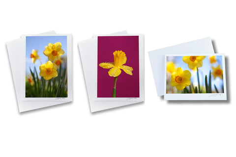 3 greeting cards featuring original photographs of daffodils created by Laura Cook 