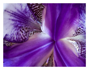 photo of the inside of a purple and white iris. Photo created by Laura Cook of Vision Photography