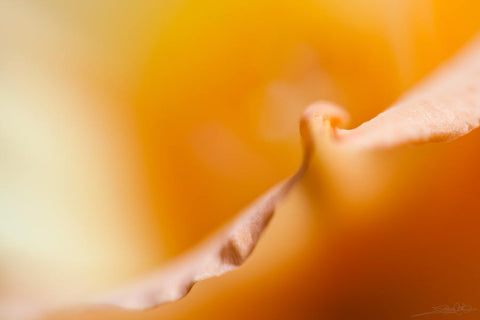 A close up photo of a gladoila flower edge, created by laura cook of vision photography