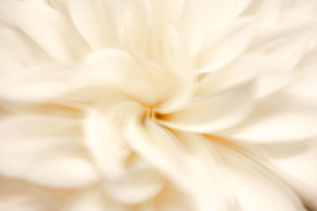 Blooms of Joy: Capturing the Radiant Colours of 2025’s Finest Florals | Part 1 of 4