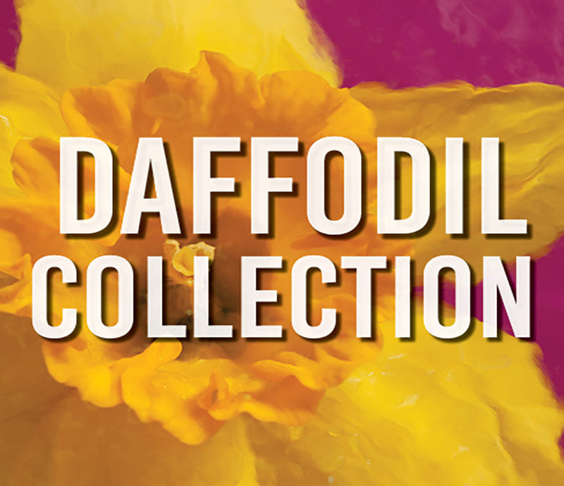 Daffodil Collection