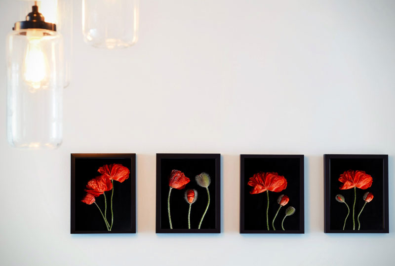 Limited Edition Poppy Prints