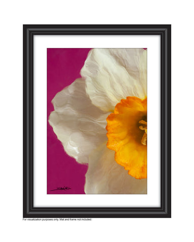 A photography called Harmony I created by Laura Cook is a vertical close up of the left half of a narcissus photographed on a bright pink background