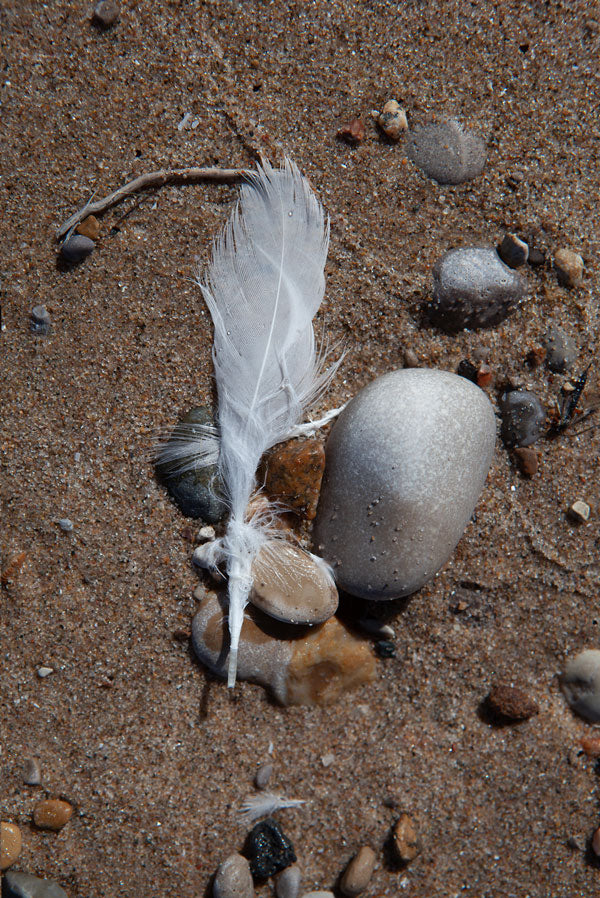 Sea bird feather on sandy beach  with beach rocks 