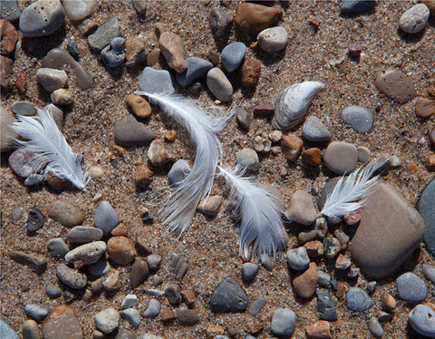 Sea bird feathers in a sandy beach on top of beach stones