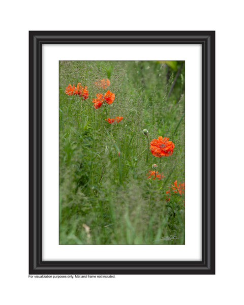 a framed photo of poppies growing wildly in the field, photo by Laura Cook of Vision Photography