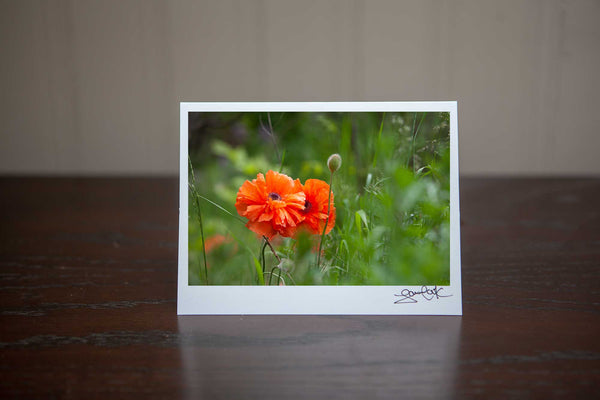 photo greeting cad of 2 poppies growing in  the field. It has a whimsical vibe to it. Photo by Laur aCook of VIsion Photography