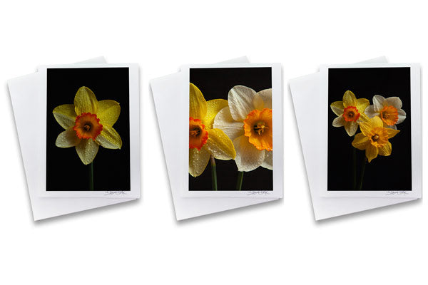 a set of 3 photo greeting cards featuring jonquil, narcissus and daffodil created by laura cook