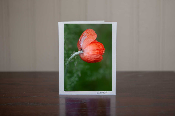a gorgeous photo greeting card featuring a close up photo of a budding poppy growing in the wild. Photo by Laura Cook of Vision Photography