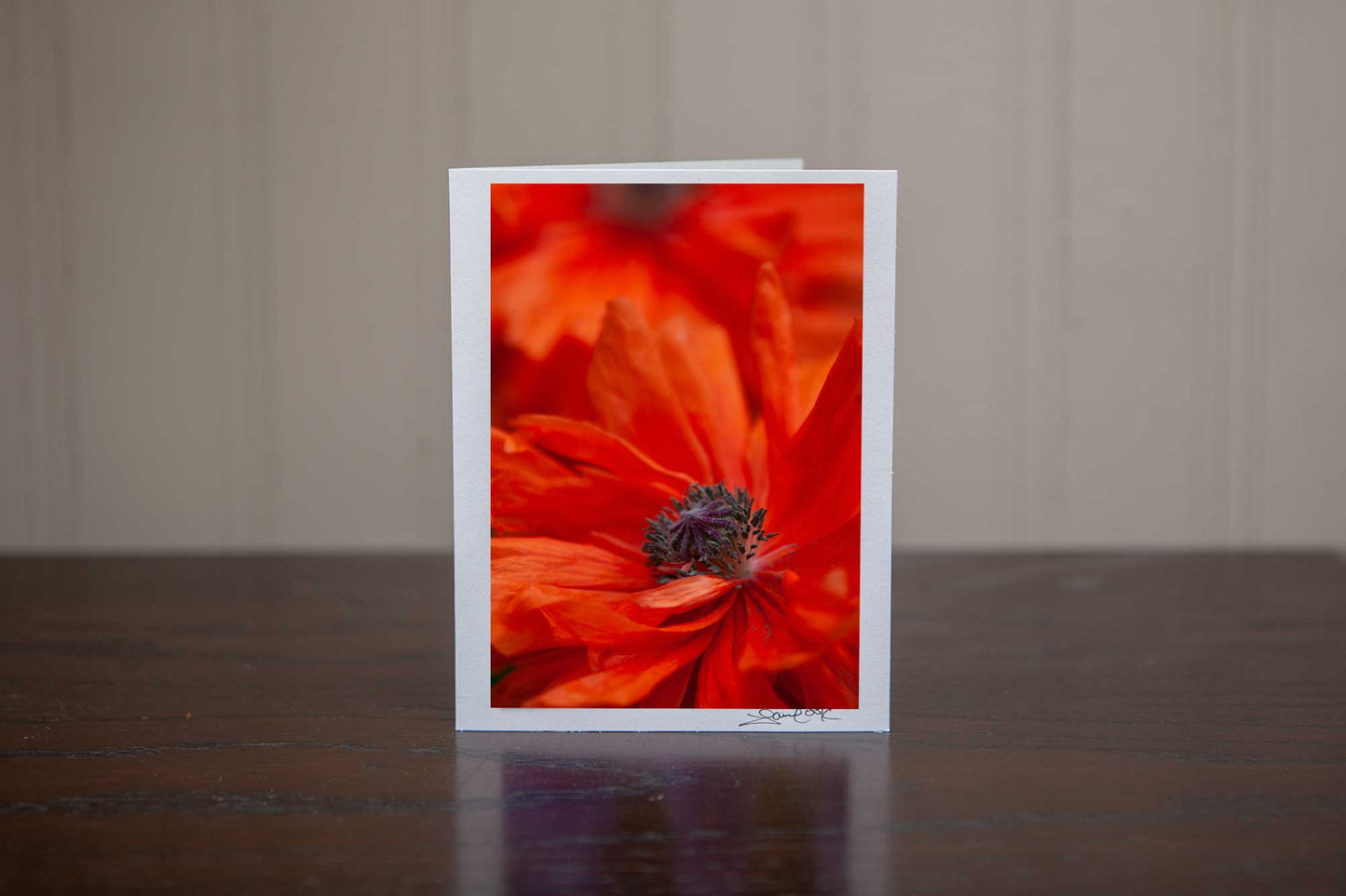 a gorgeous close up photo of the stamen and interior petals of a poppy growing in the wild. Photog by Laura Cook of Vision Photography