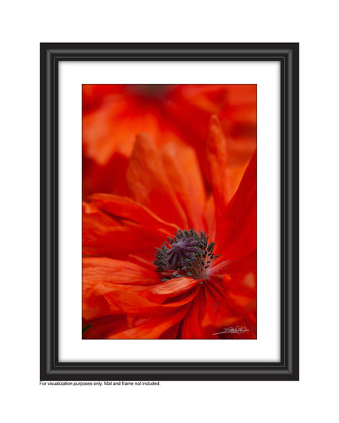 a framed close up photo of poppy photo by laura cook of vision photography