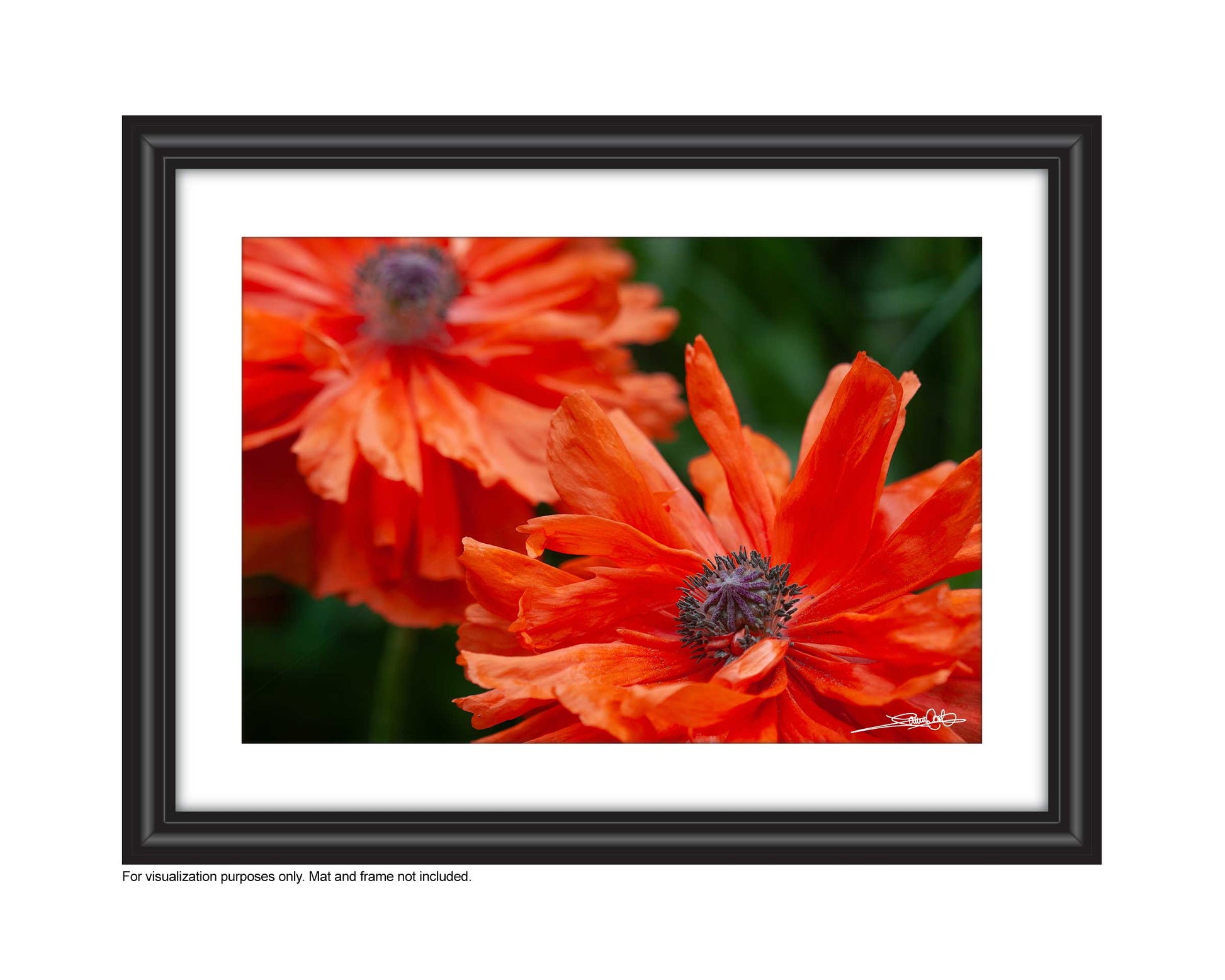 close up photo of 2 poppies photo in a frame by laura cook of vision photogprahy