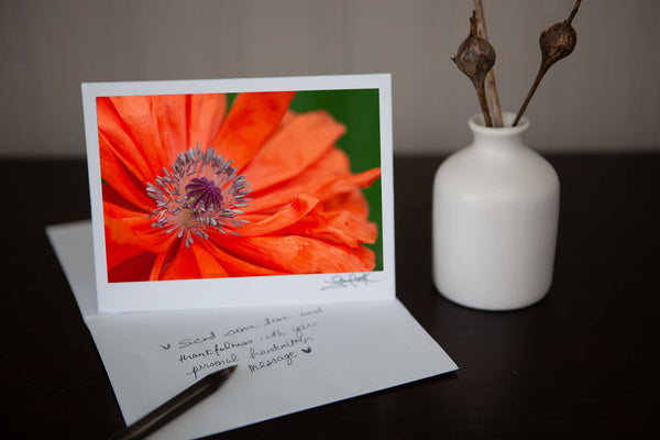 Beautiful photo greeting card featuring a photo of a poppy growing in the wild photo by Laura Cook of Vision Photography