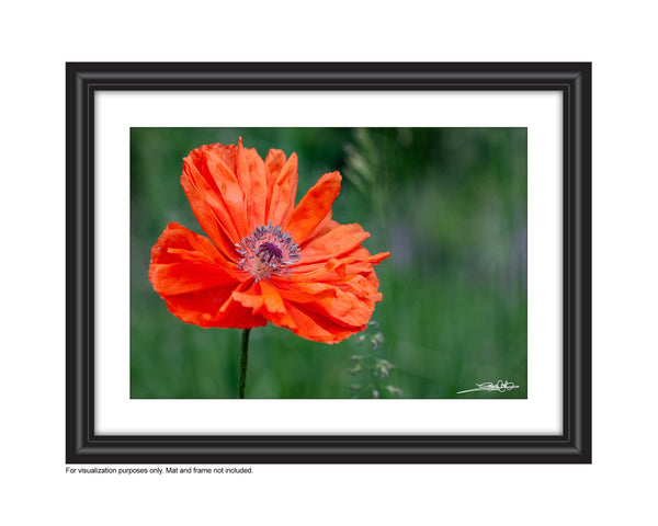 Poppy 58 - Photography Print