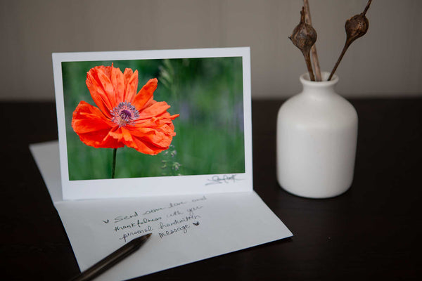 Photo greeting card featuring close up photo of a solitary poppy growing in the field