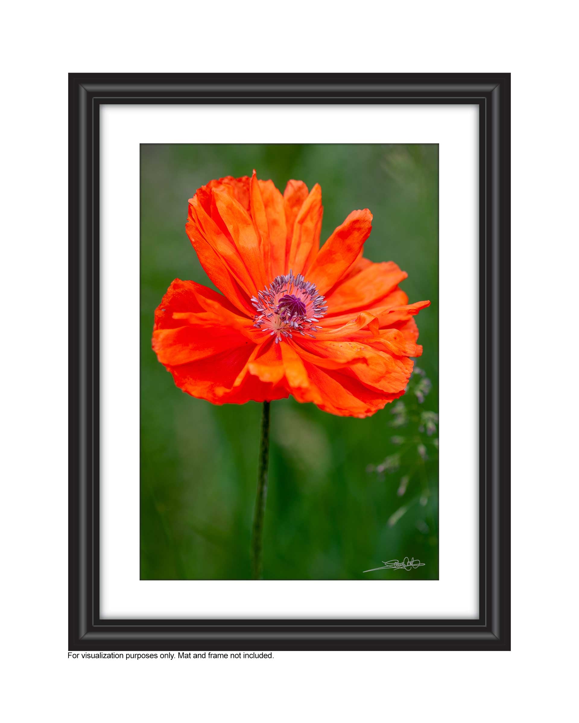 a single red poppy growing in the field, photo by Laura Cook of Vision Photography