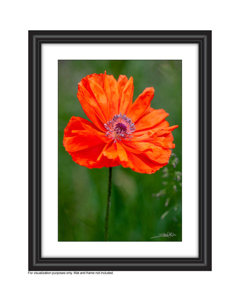 a single red poppy growing in the field, photo by Laura Cook of Vision Photography