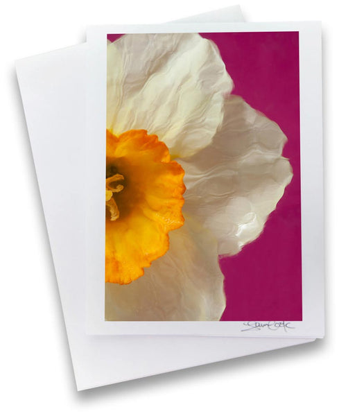 a photo of a light yellow narcissus on a pink background. Note card by Laura Cook   