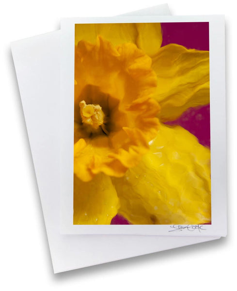 a unique view of a yellow daffodil half view of the face of it on a hot pink background background a unique photo greeting card by laura cook of vision photography 